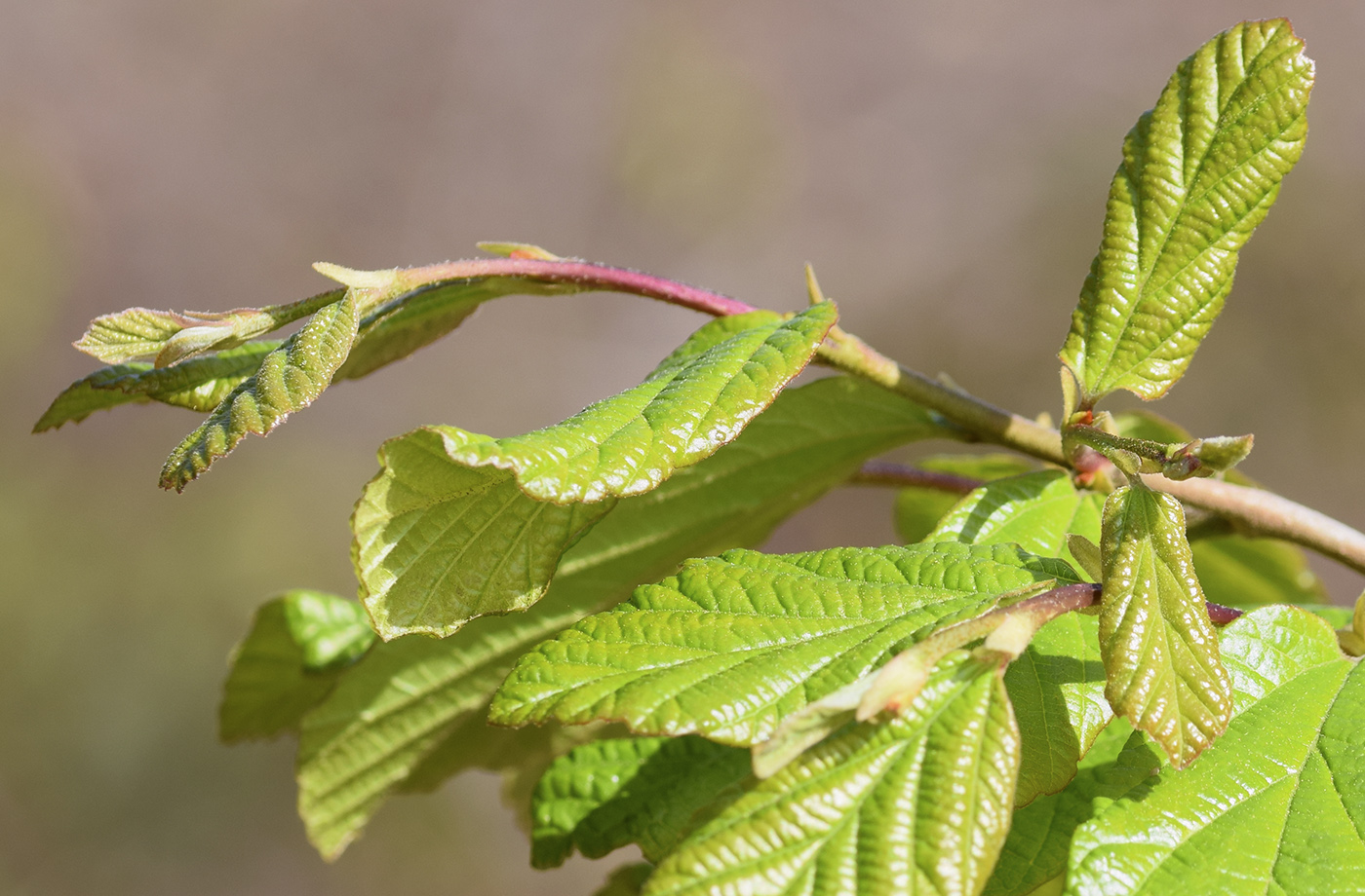 Image of Parrotia persica specimen.