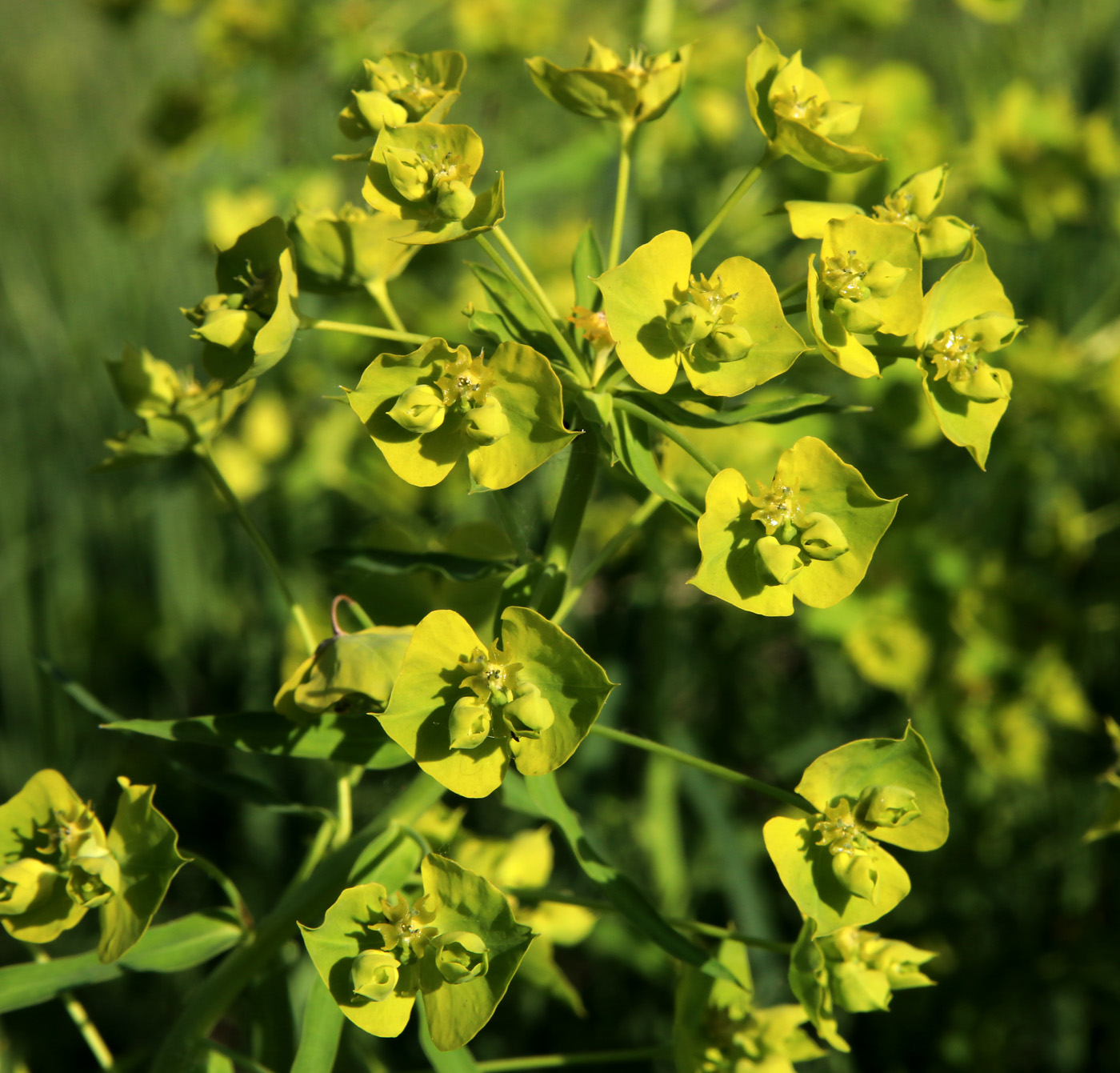 Изображение особи Euphorbia virgata.