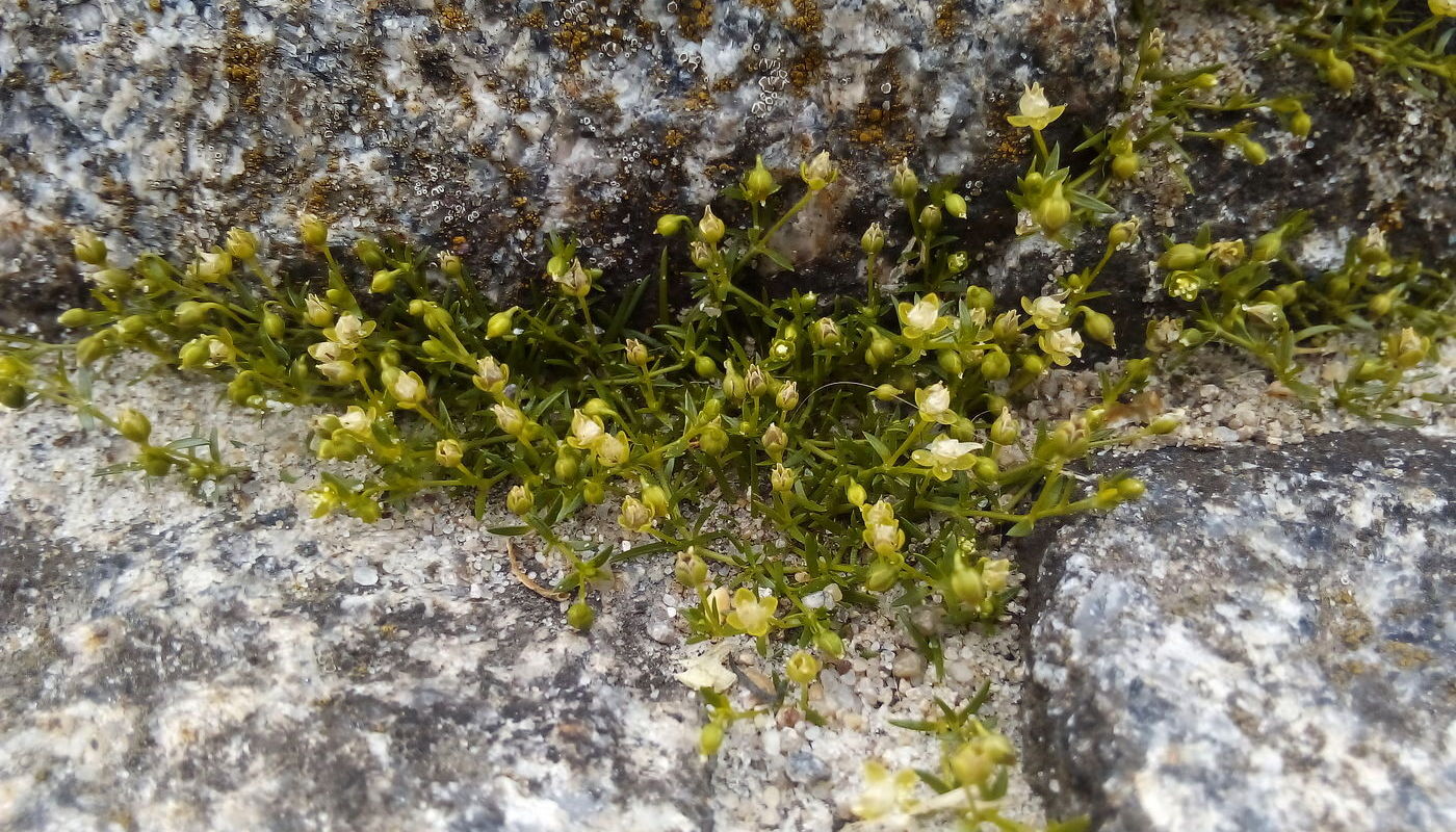 Image of Sagina procumbens specimen.