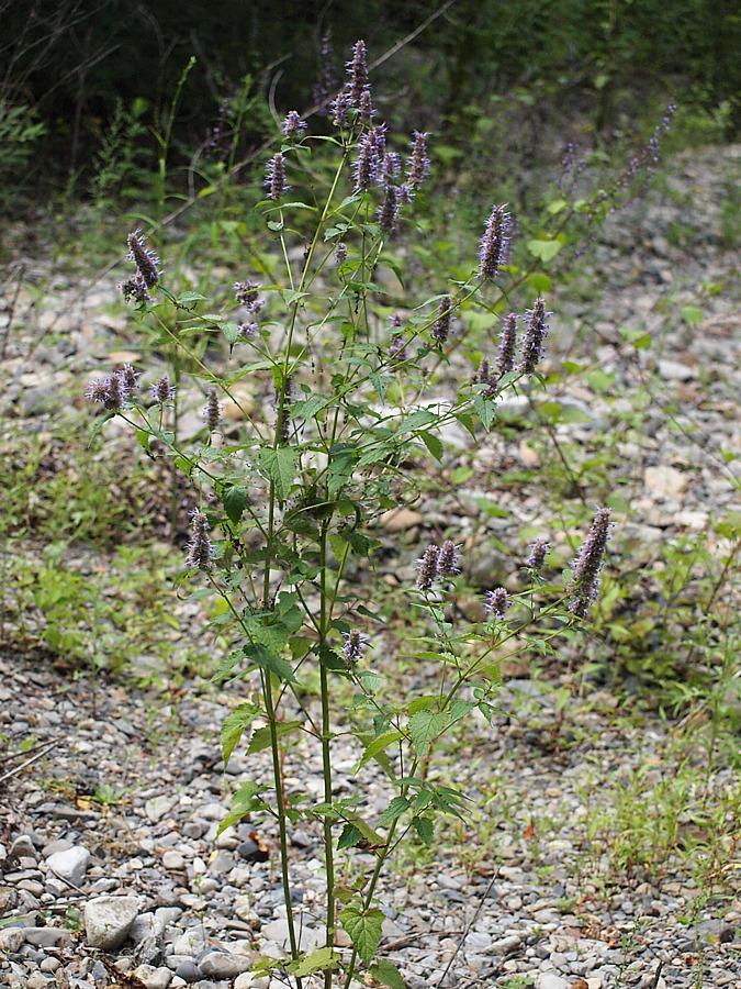 Изображение особи Agastache rugosa.