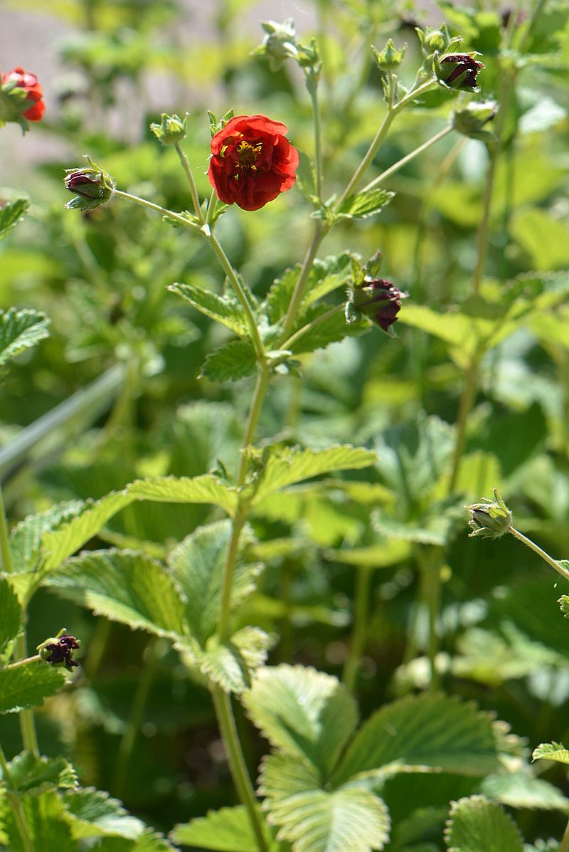 Image of Potentilla argyrophylla var. atrosanguinea specimen.