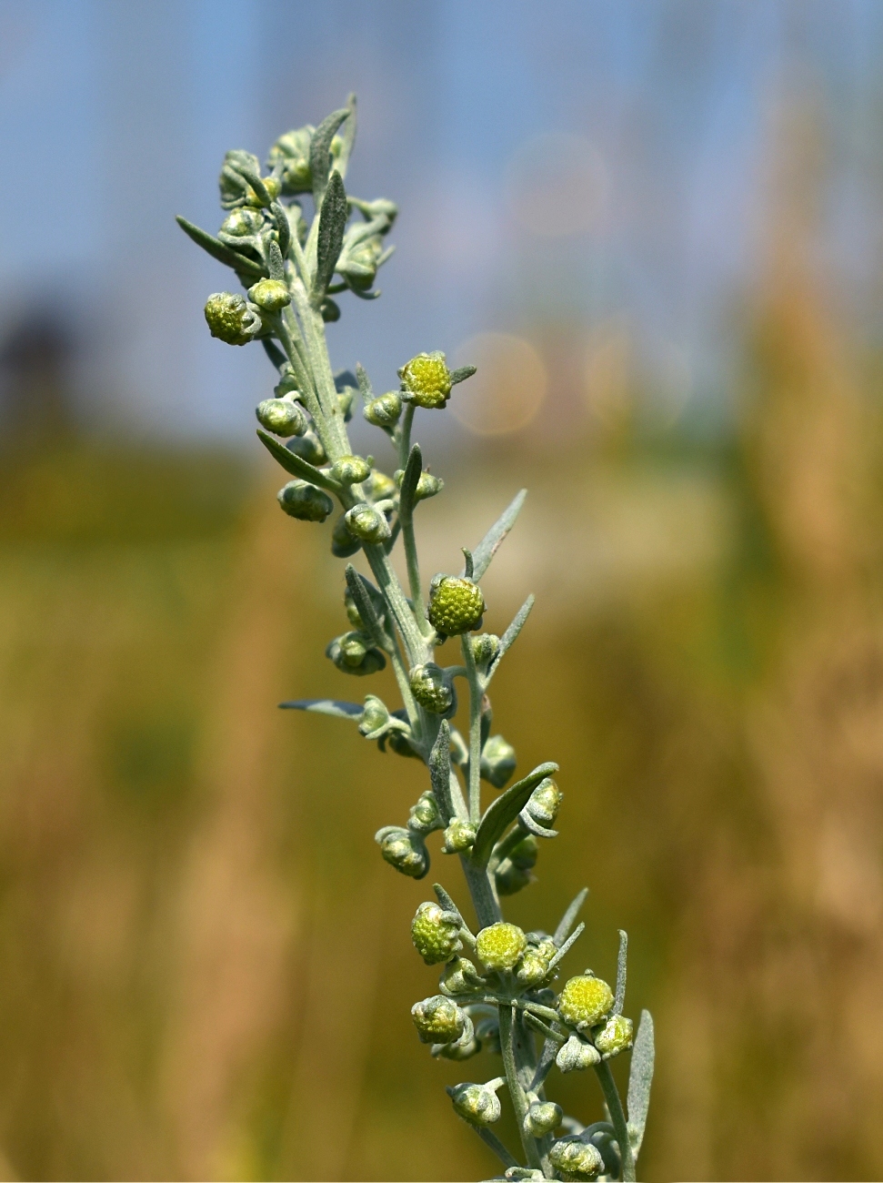 Image of Artemisia absinthium specimen.