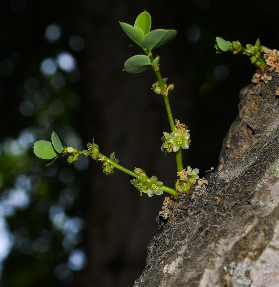 Изображение особи род Phyllanthus.