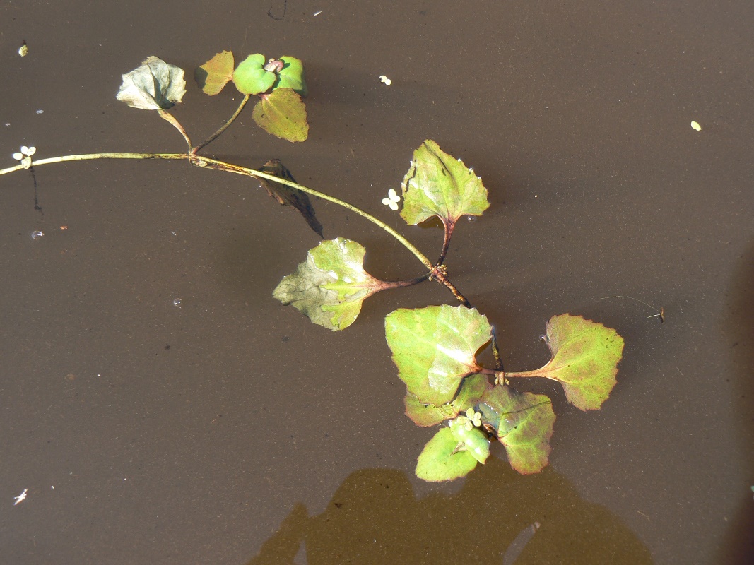 Image of Trapella sinensis specimen.