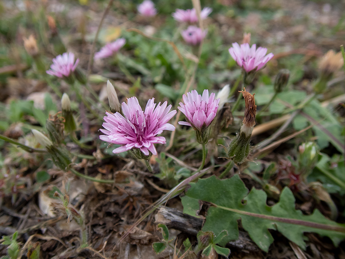 Image of Crepis rubra specimen.