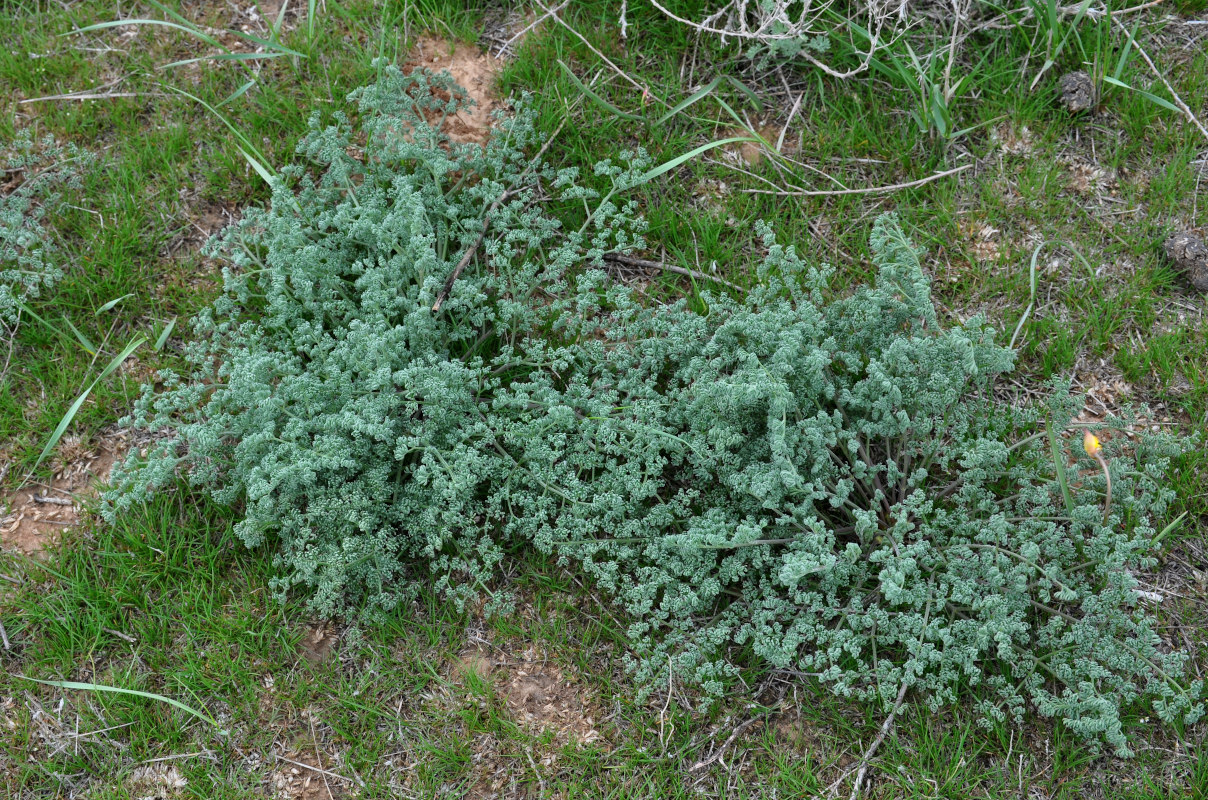 Image of Prangos odontalgica specimen.