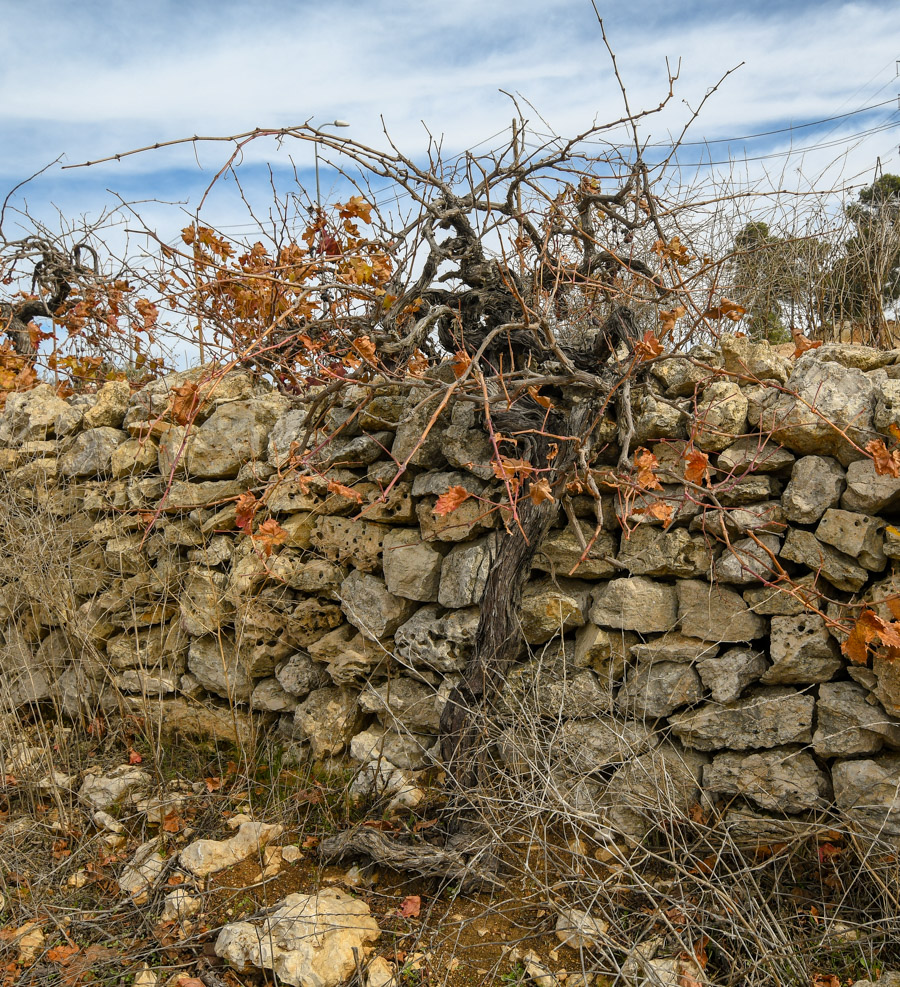 Изображение особи Vitis vinifera.