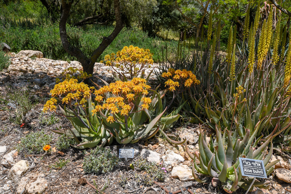 Изображение особи Aloe buhrii.