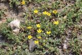 Potentilla orientalis