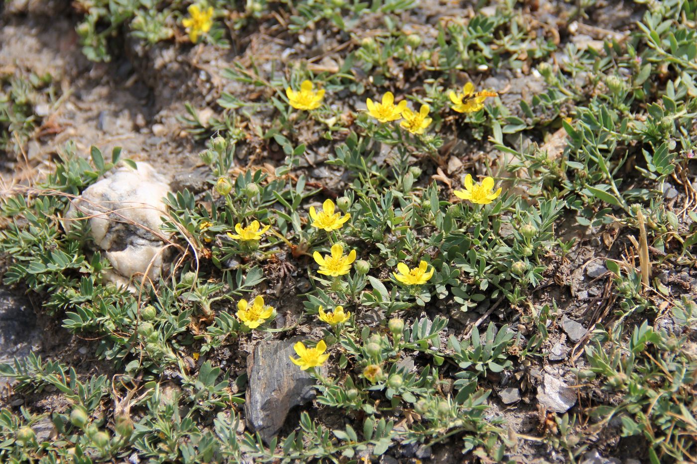 Image of Potentilla orientalis specimen.