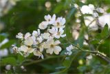 Rosa multiflora