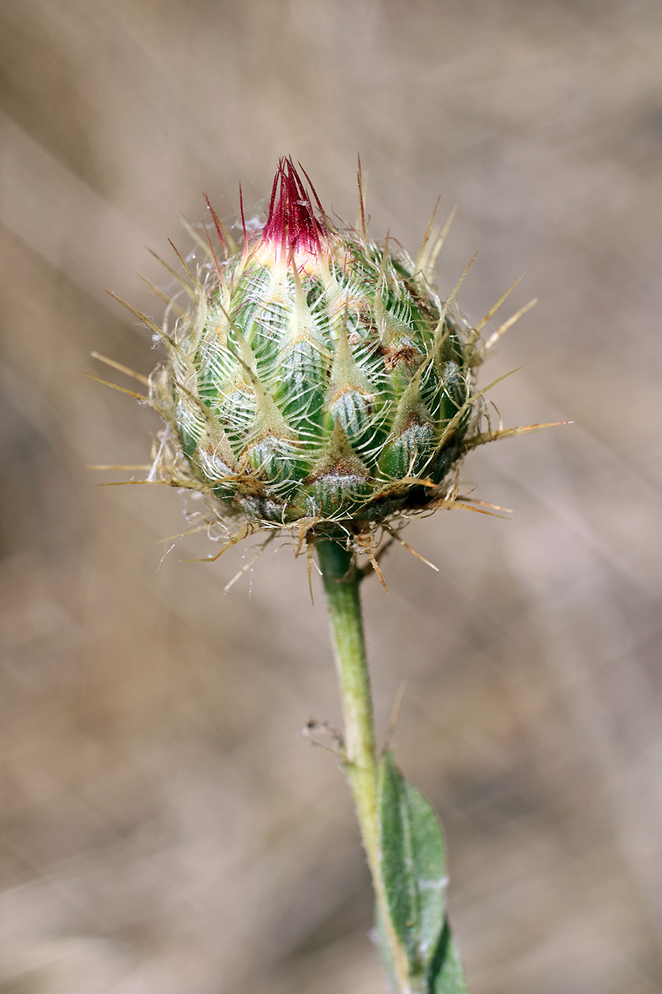 Image of Stizolophus balsamita specimen.