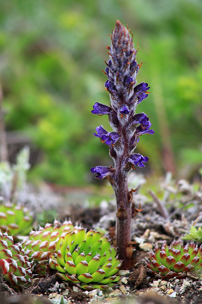 Image of Orobanche coerulescens specimen.