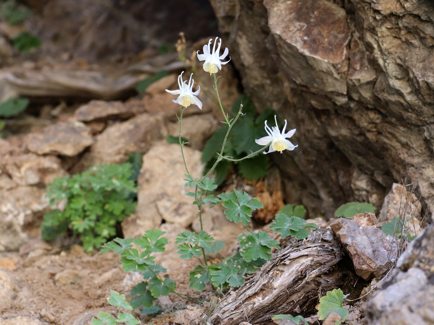 Изображение особи Aquilegia tianschanica.