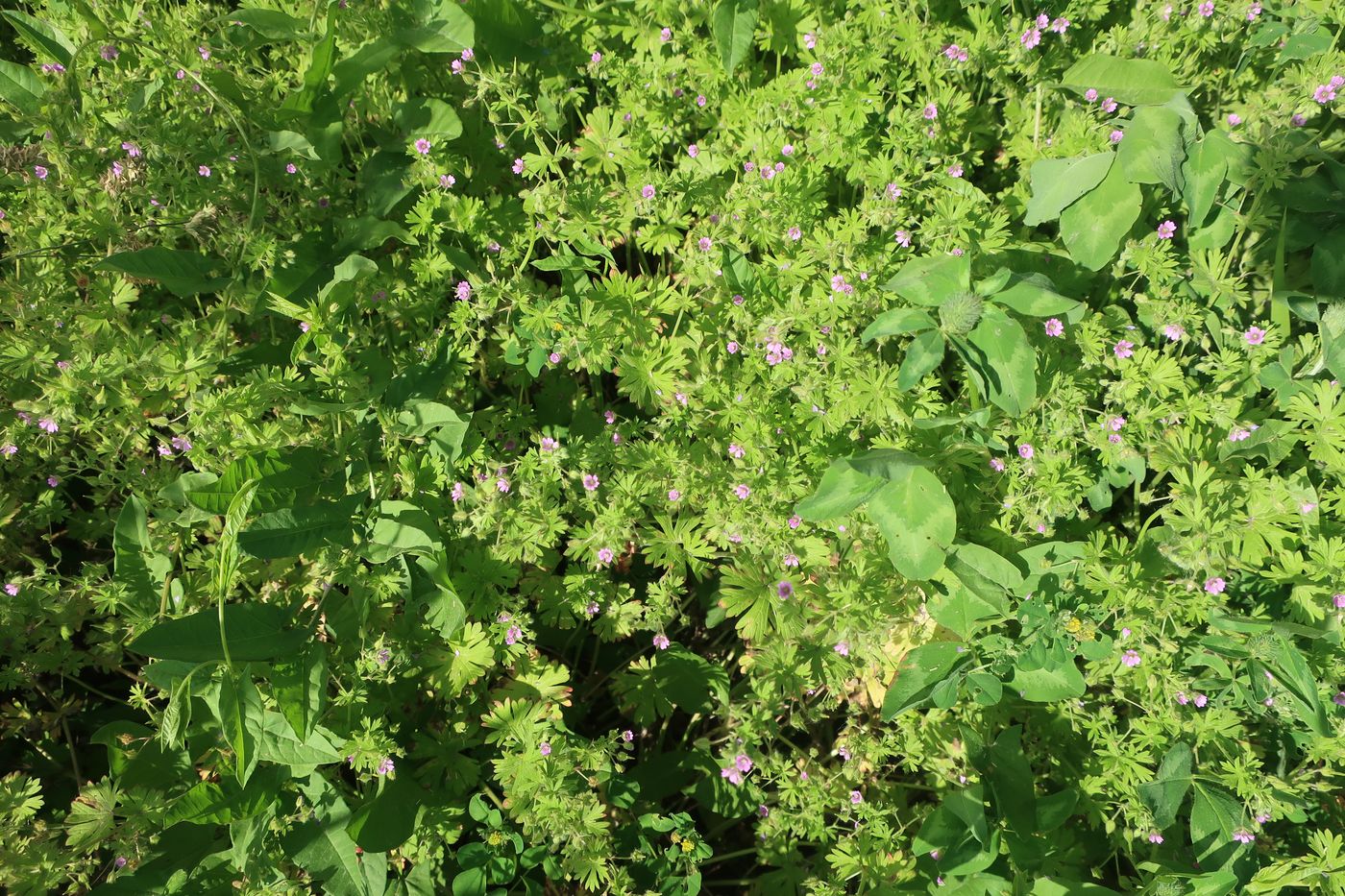 Image of Geranium pusillum specimen.