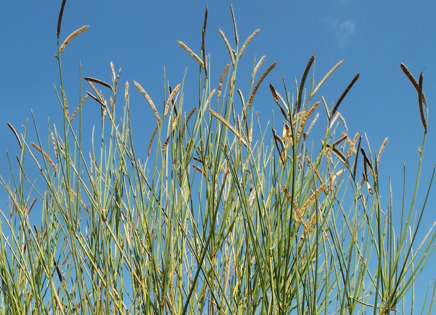 Image of Spartium junceum specimen.