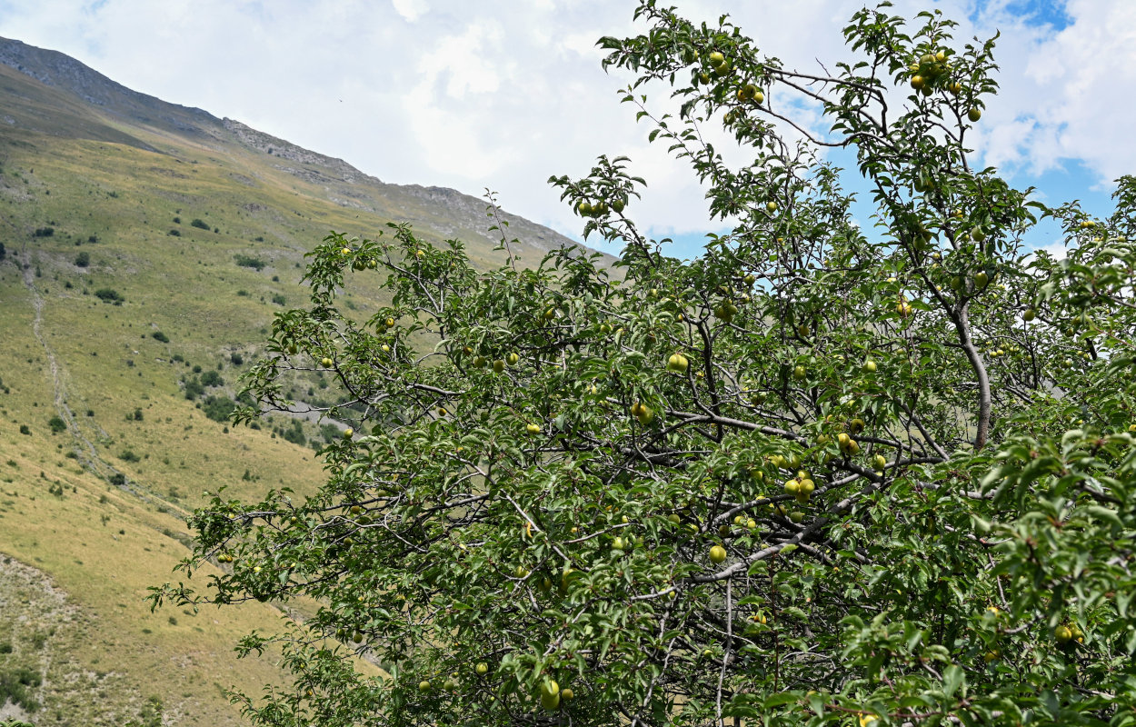 Image of Prunus cerasifera specimen.