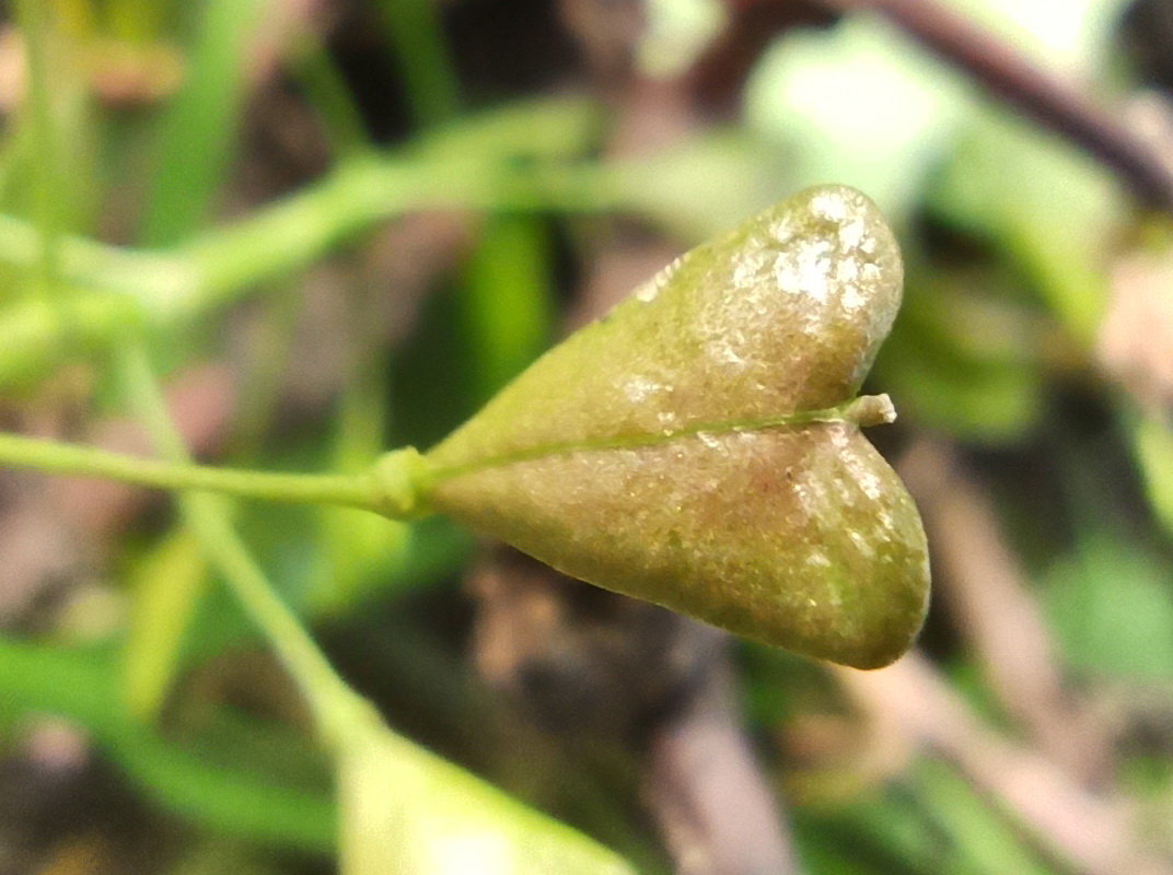 Изображение особи Capsella bursa-pastoris.