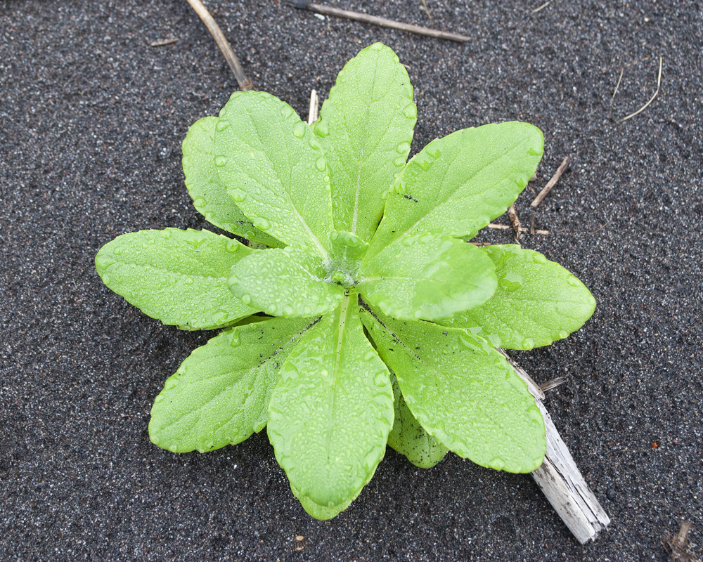 Image of Senecio pseudoarnica specimen.