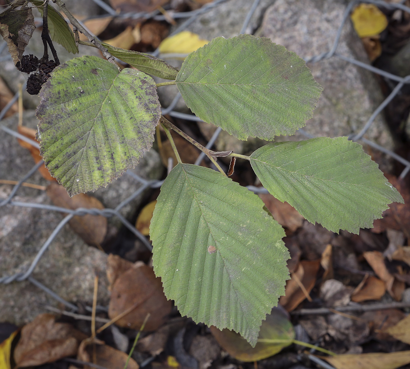 Изображение особи Alnus incana.