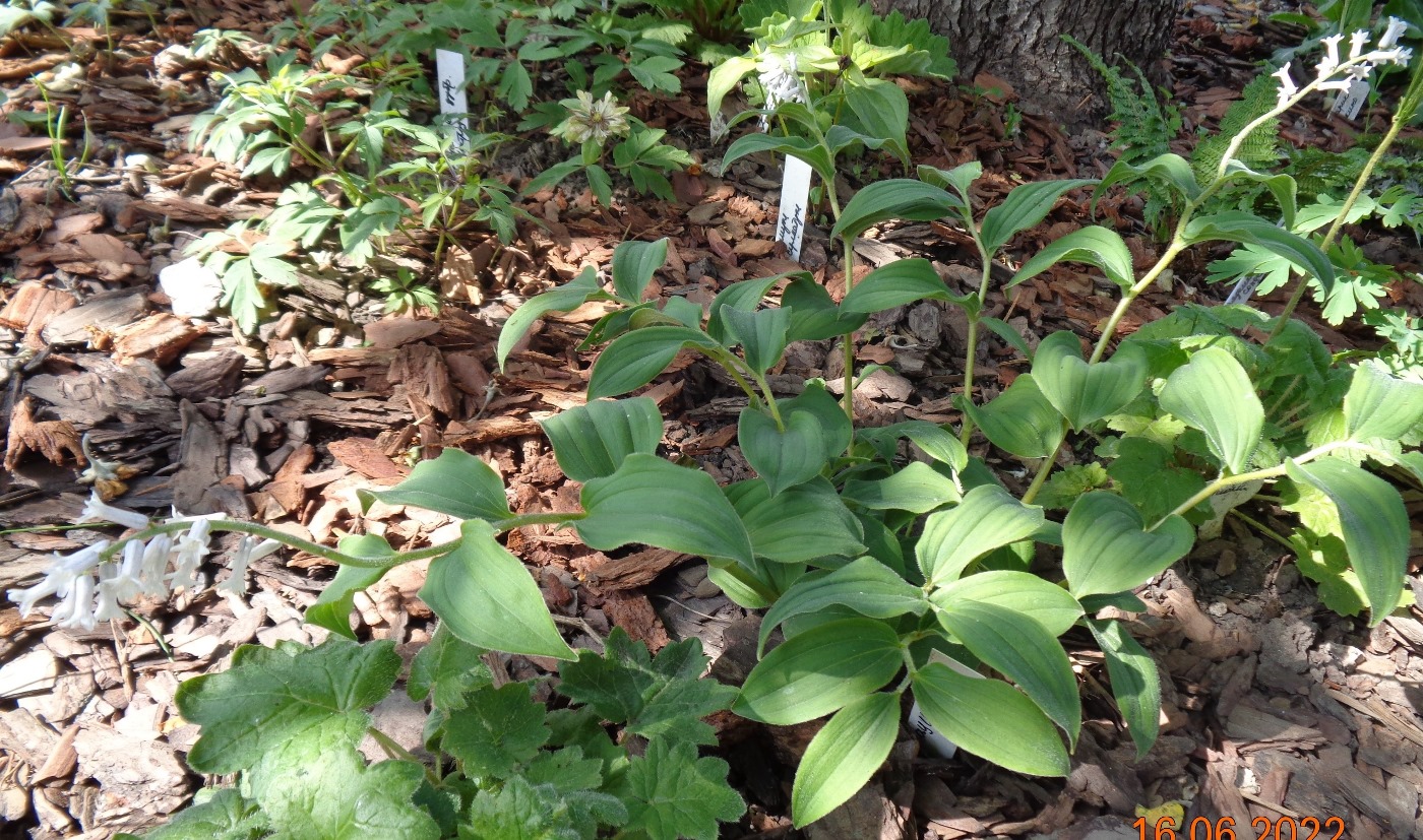 Изображение особи Smilacina henryi.