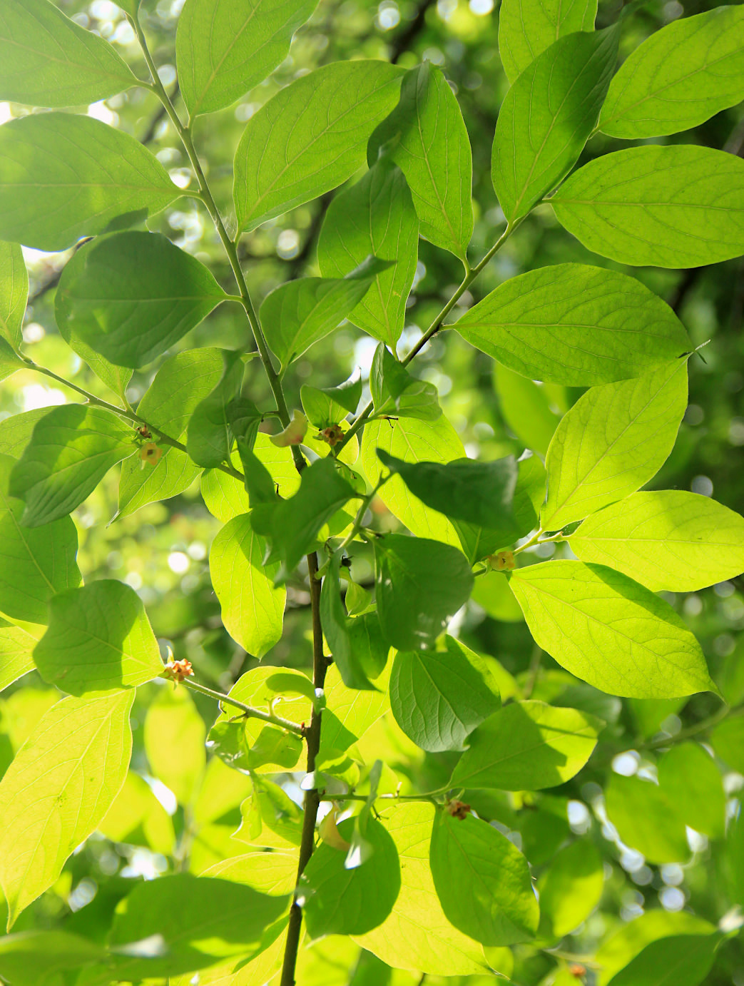 Image of Diospyros kaki specimen.