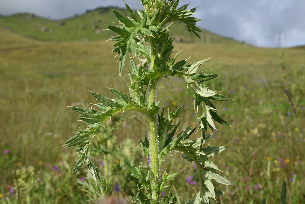 Изображение особи Cirsium pugnax.