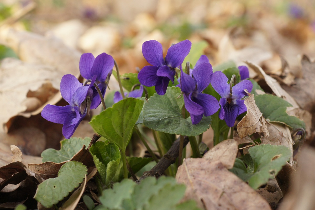 Изображение особи Viola odorata.