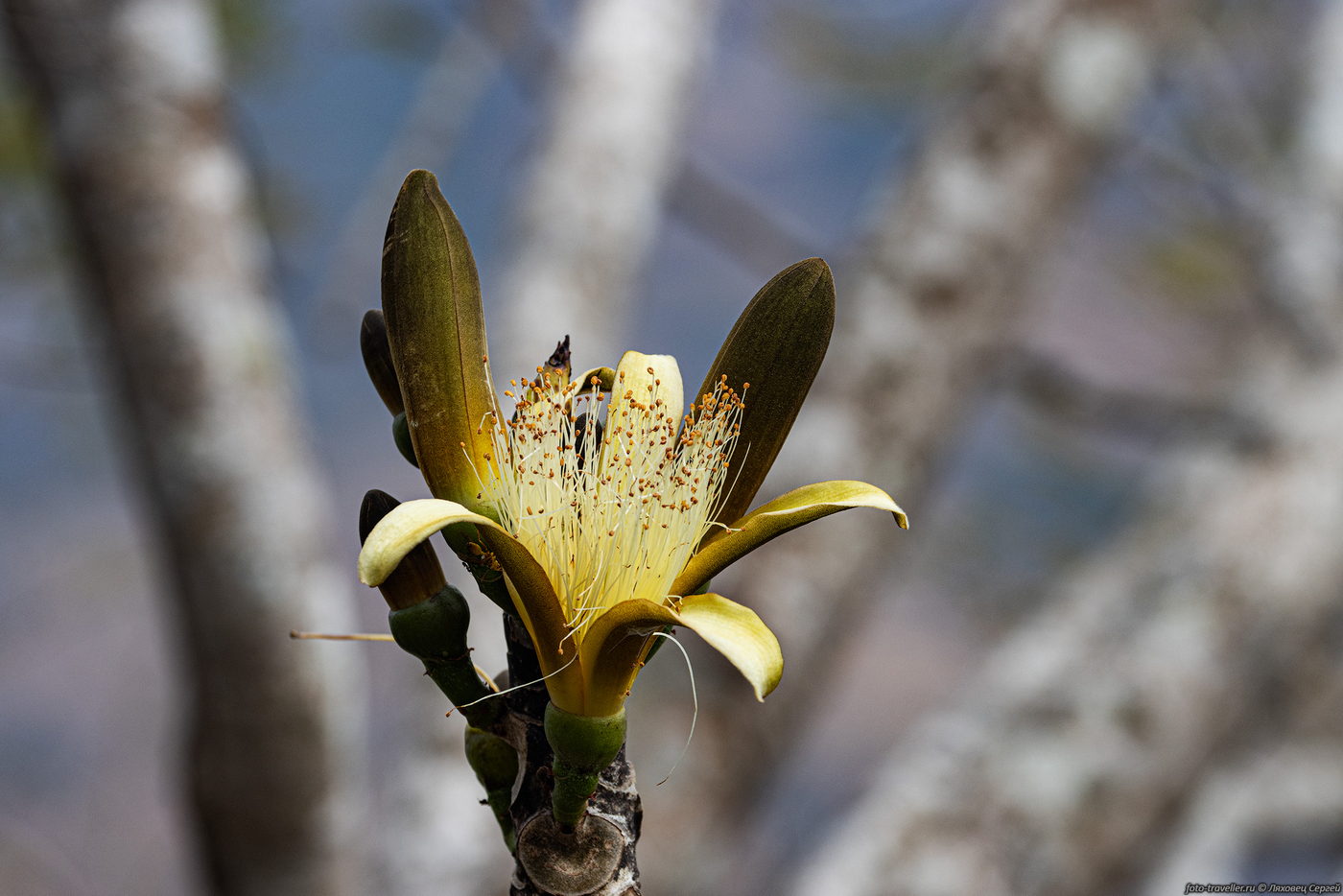 Image of genus Pseudobombax specimen.