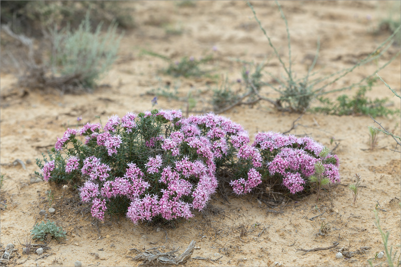 Изображение особи Acanthophyllum pungens.