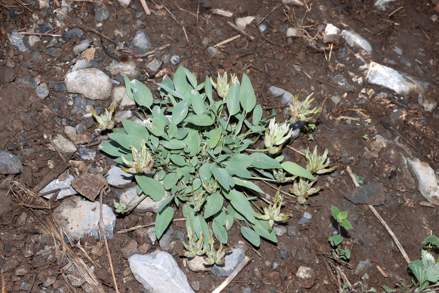 Image of Astragalus lasiocalyx specimen.