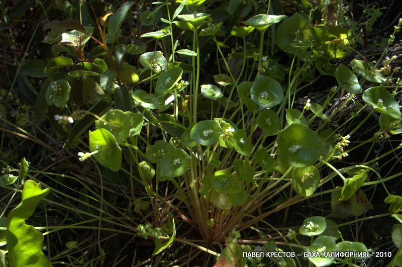 Изображение особи Claytonia perfoliata.