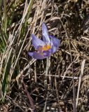 Crocus speciosus. Цветущее растение. Крым, гора Северная Демерджи, луговой склон. 30.10.2021.