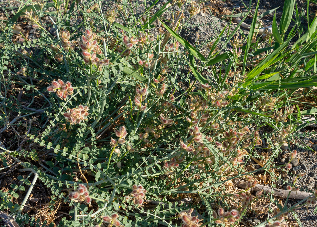 Изображение особи род Astragalus.