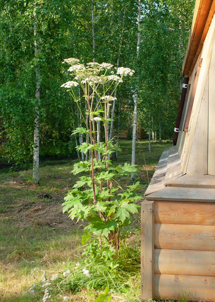 Изображение особи Heracleum dissectum.