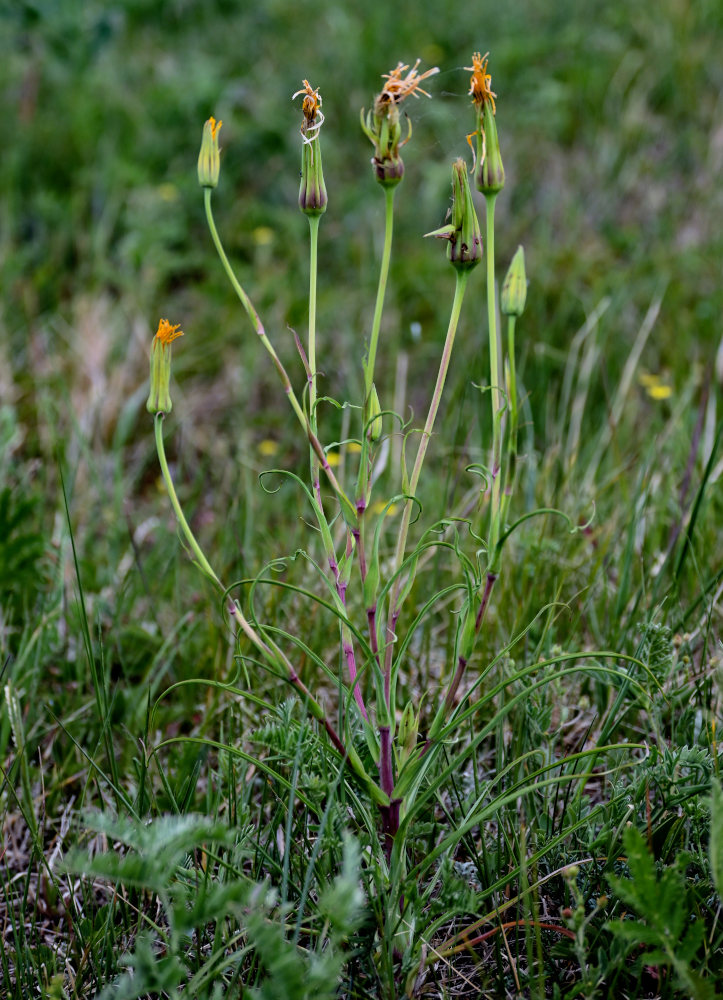 Image of Tragopogon orientalis specimen.