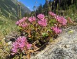 Sedum spurium