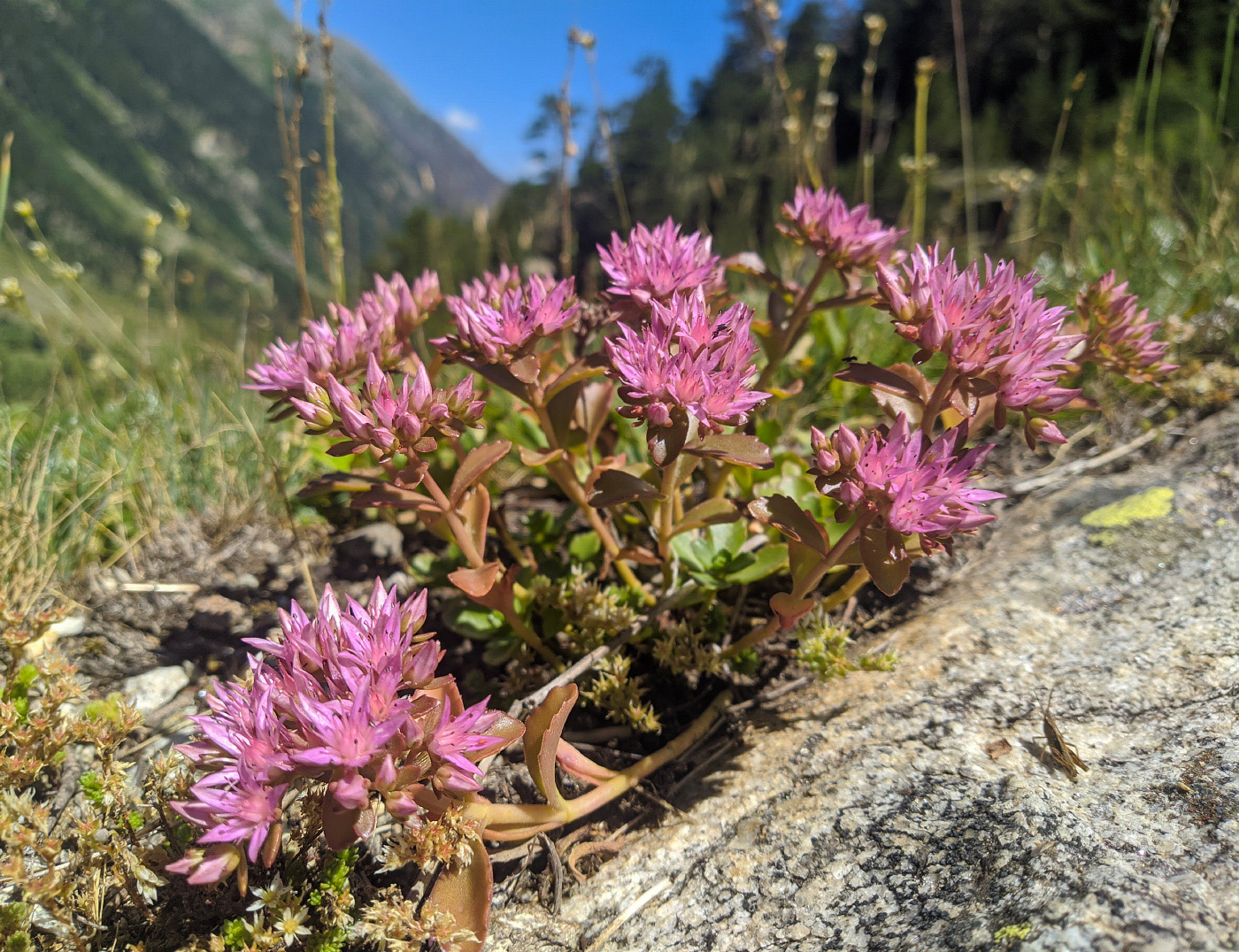 Image of Sedum spurium specimen.