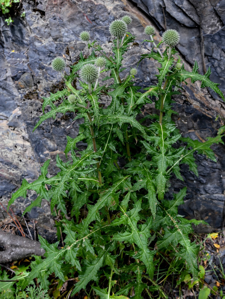 Image of Echinops sphaerocephalus specimen.