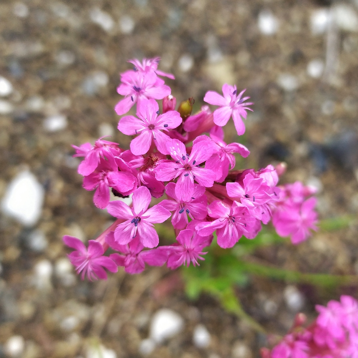 Image of Silene compacta specimen.