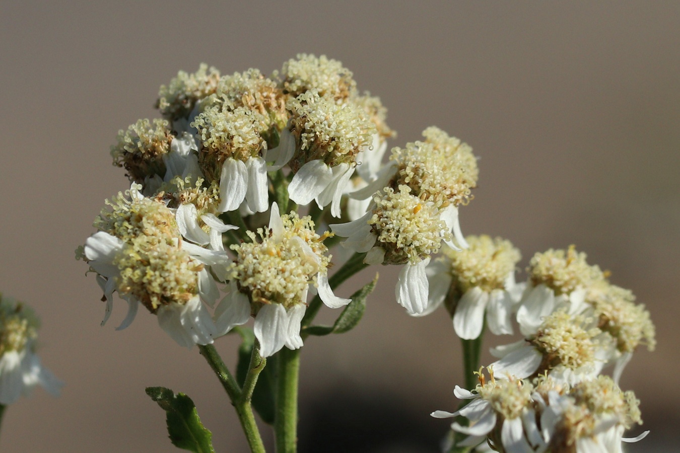 Image of Achillea cartilaginea specimen.