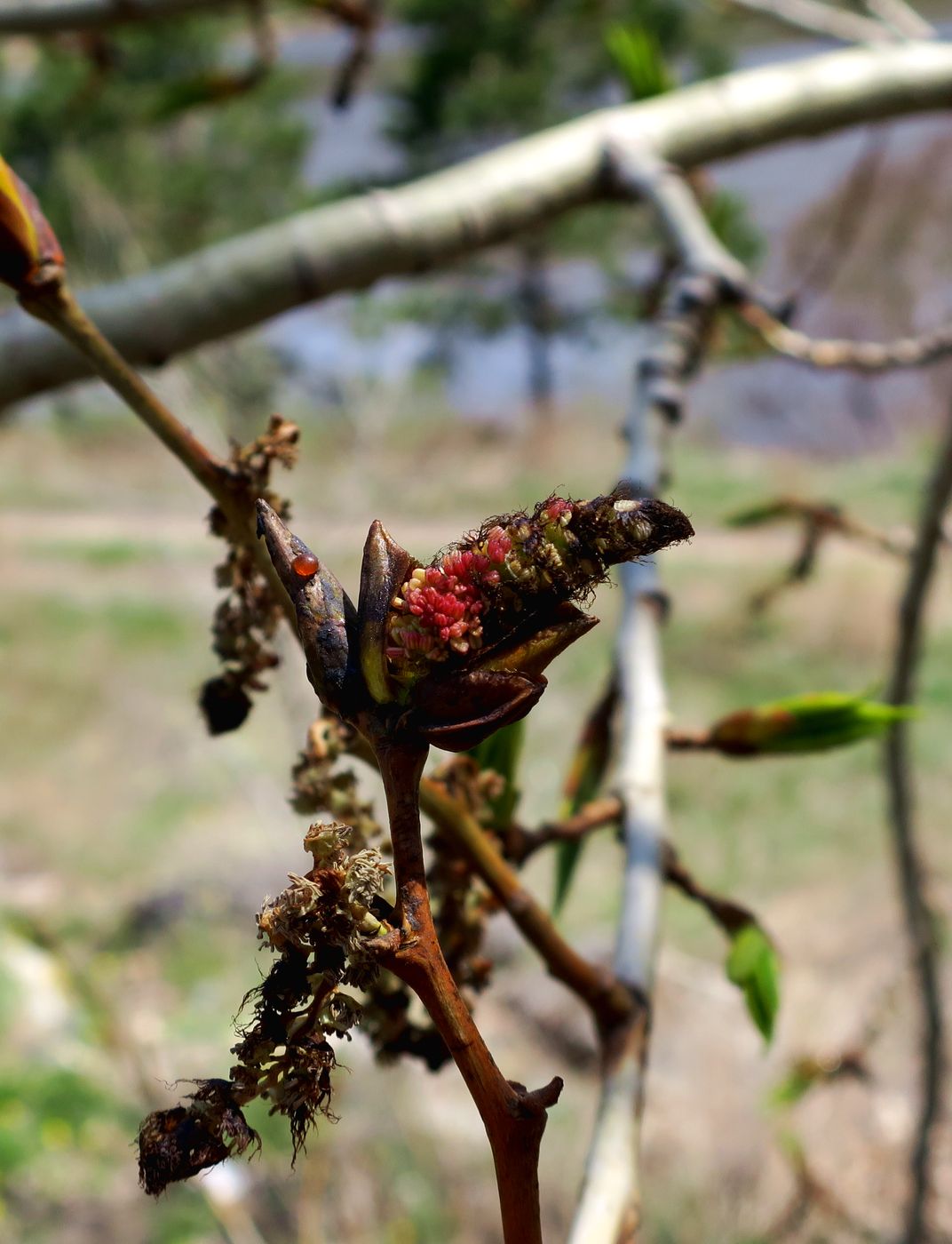 Изображение особи Populus suaveolens.