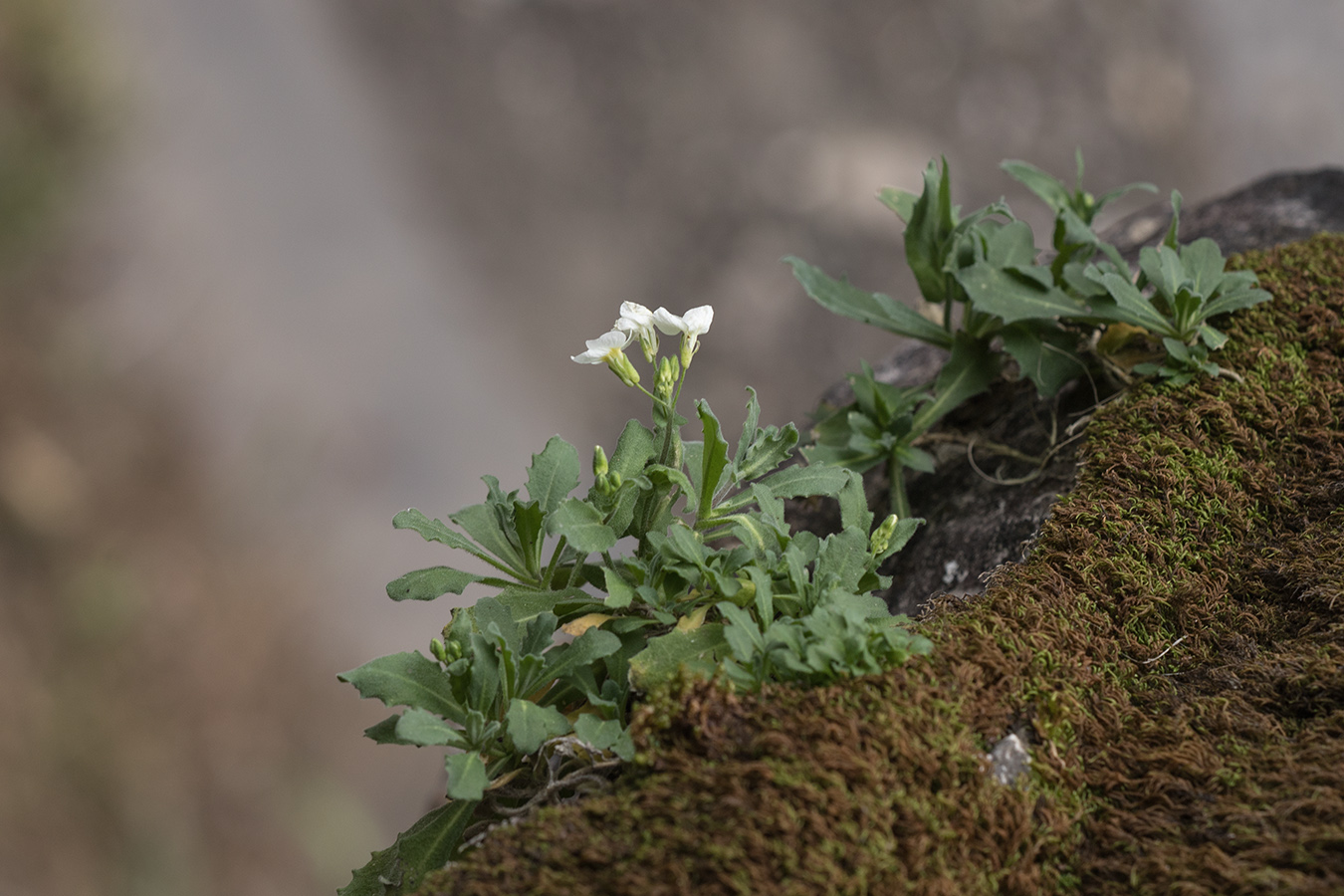 Image of Arabis caucasica specimen.