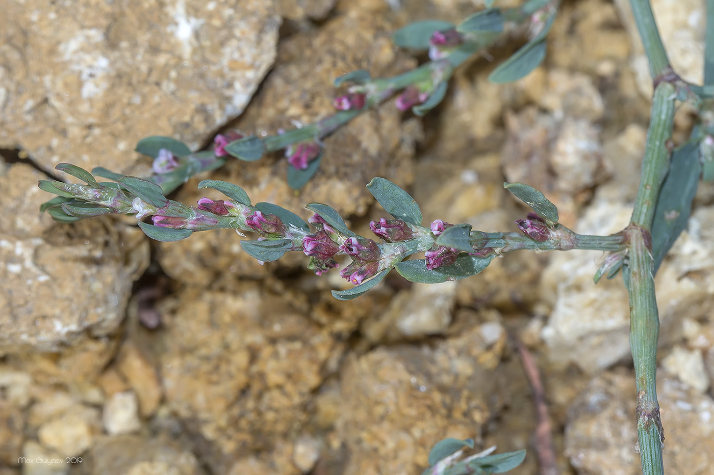 Изображение особи Polygonum patulum.