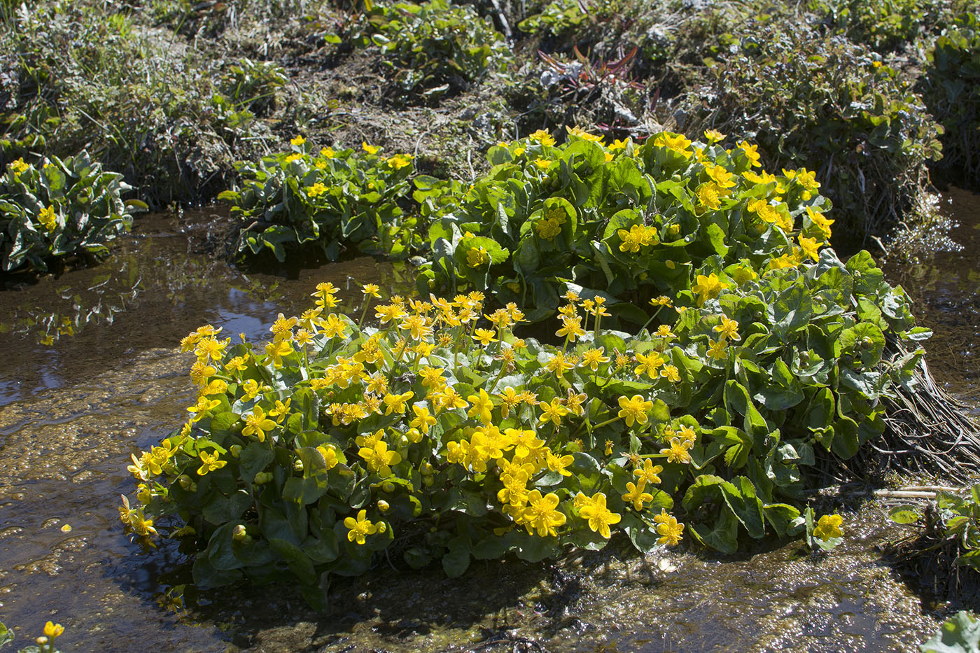 Image of Caltha palustris specimen.