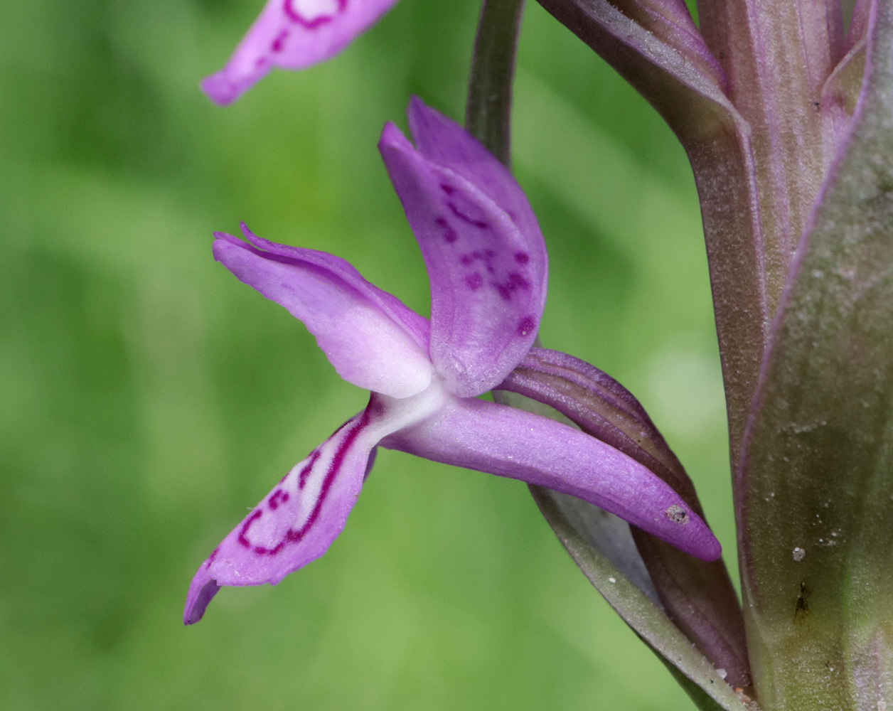 Image of Dactylorhiza incarnata specimen.