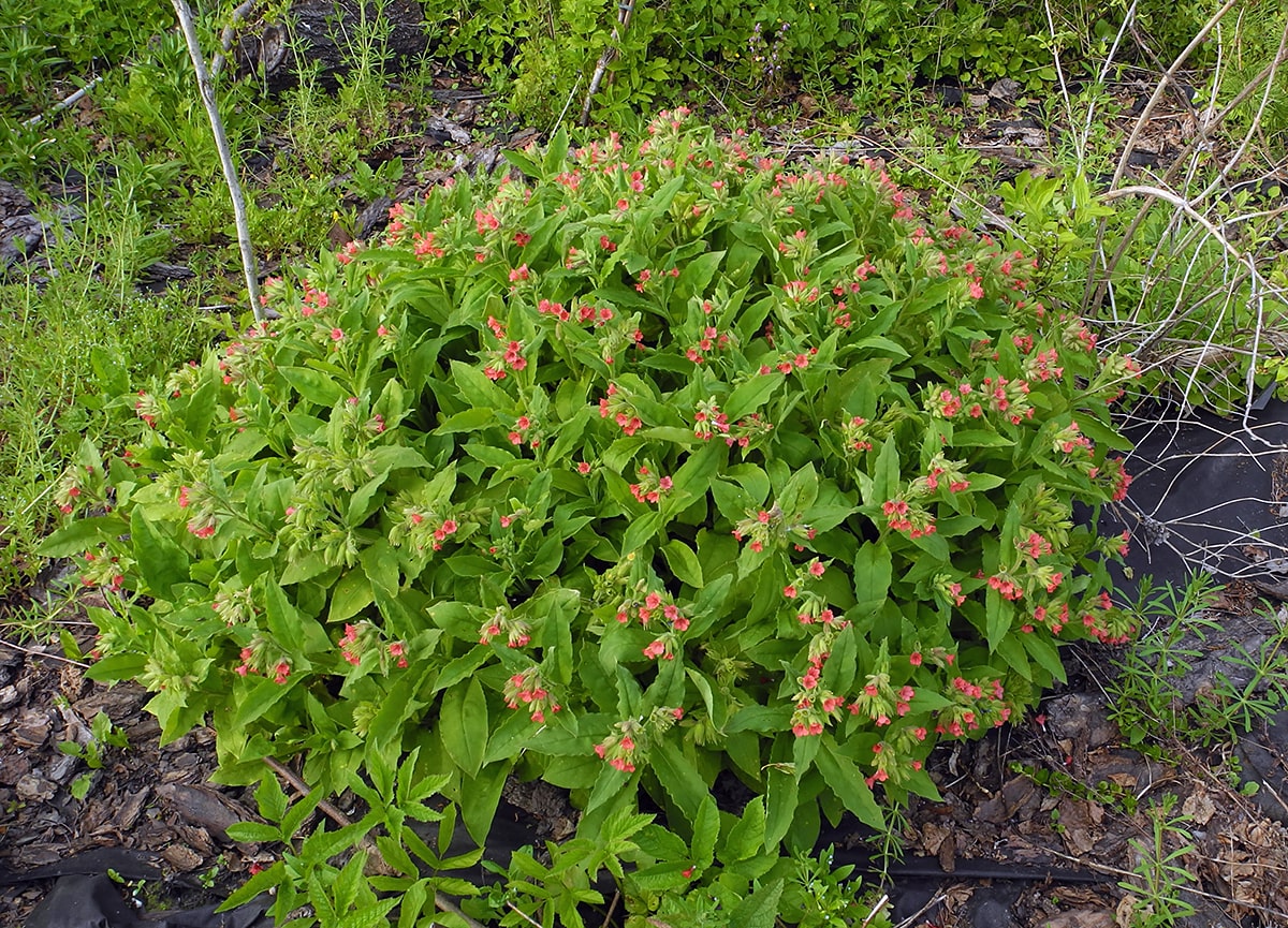 Image of Pulmonaria rubra specimen.