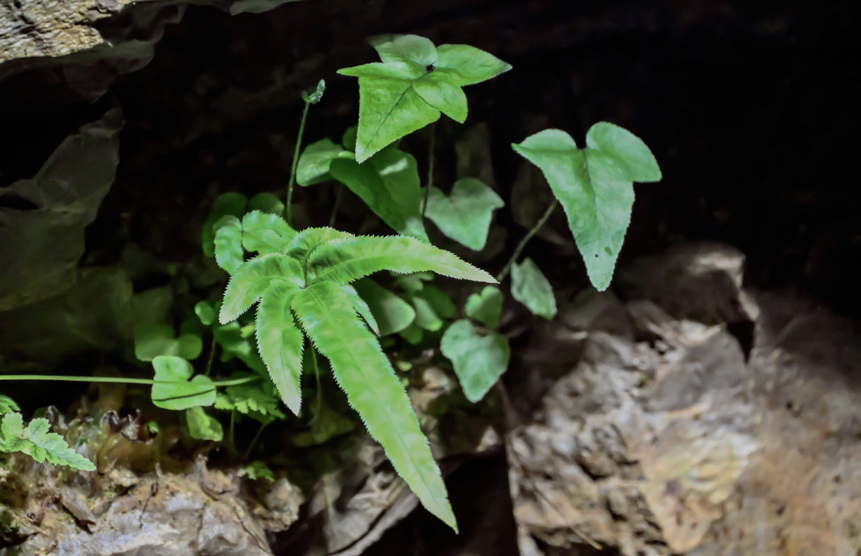 Изображение особи Pteris deltodon.