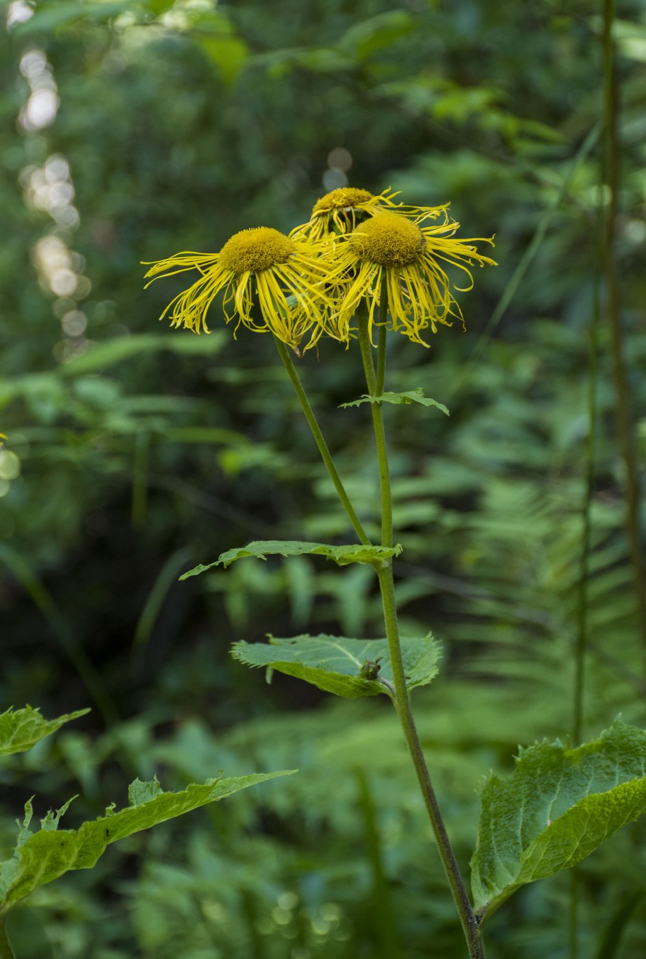 Image of Telekia speciosa specimen.