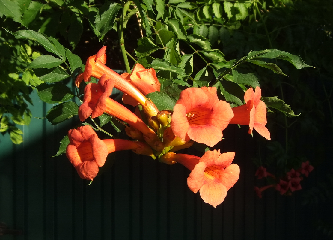 Изображение особи Campsis radicans.